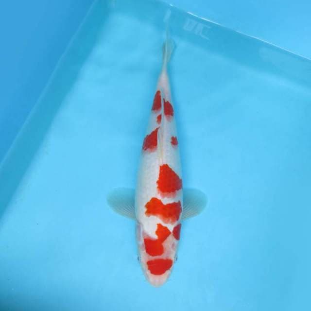 J. DAMARKOI ( MARUTEN KOHAKU )