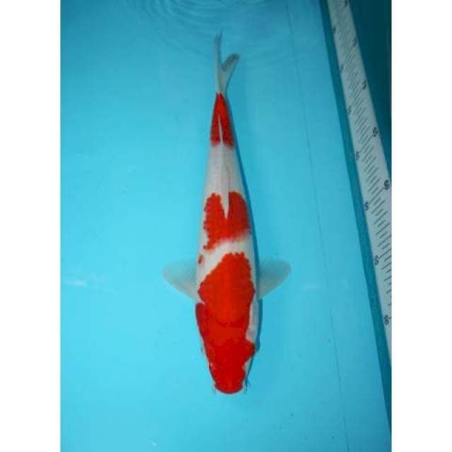 KOHAKU 3 STEP 33 CM
