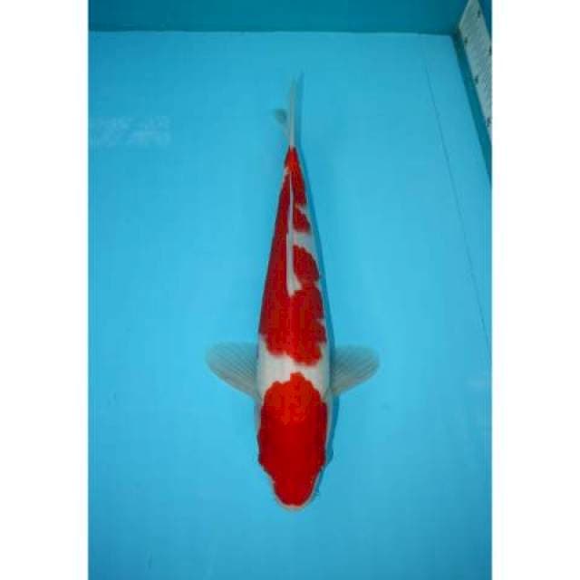 KOHAKU 2 STEP 32 CM