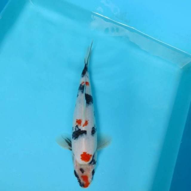 K. DAMARKOI ( KINDAI SHOWA )