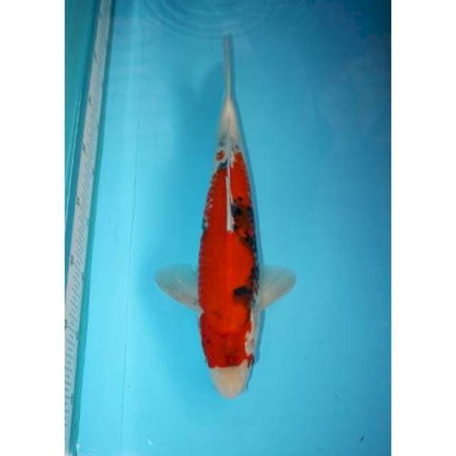 TATEGOI SHOWA 34 CM
