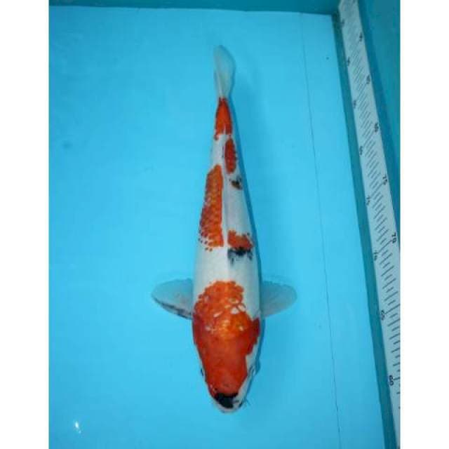 KANOKO SHOWA 31 CM