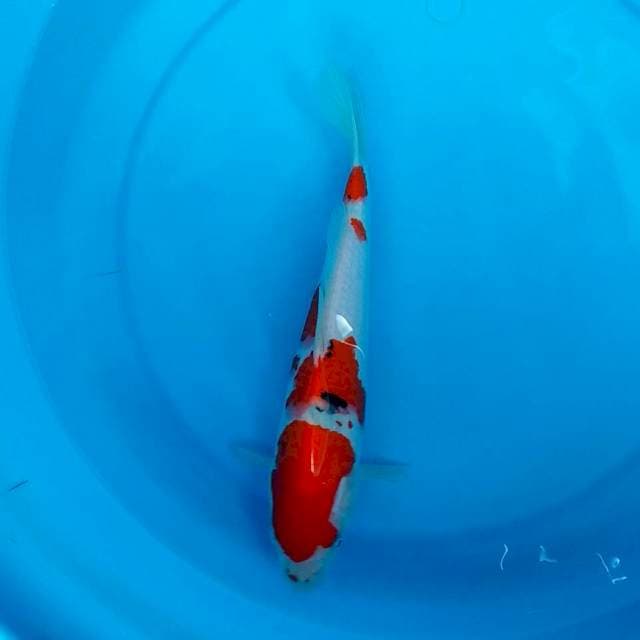 Sanke 30cm