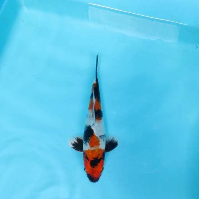 L. DAMARKOI ( SHOWA HIKARI )
