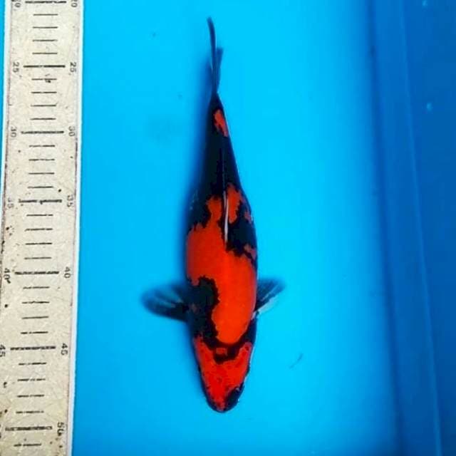 Hishowa 26cm