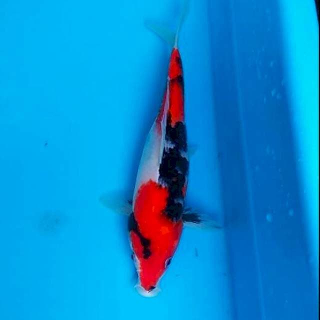 Showa 26cm