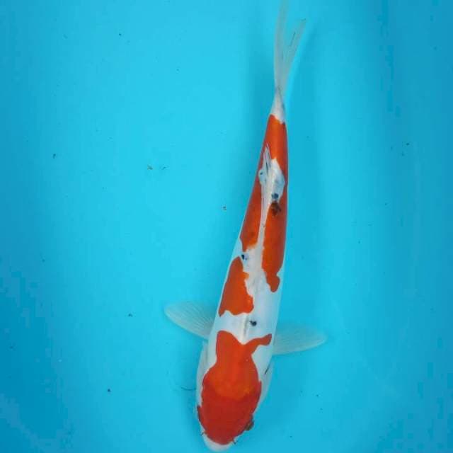 JANTAN