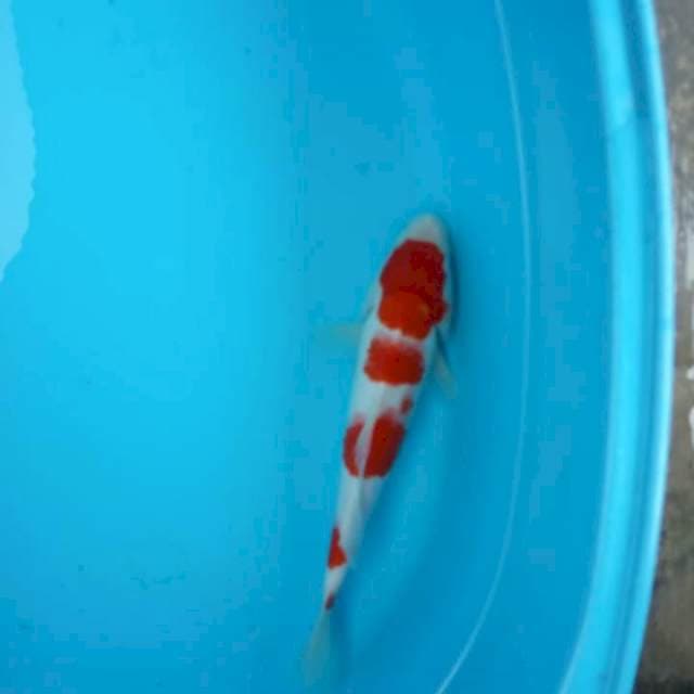 Kohaku