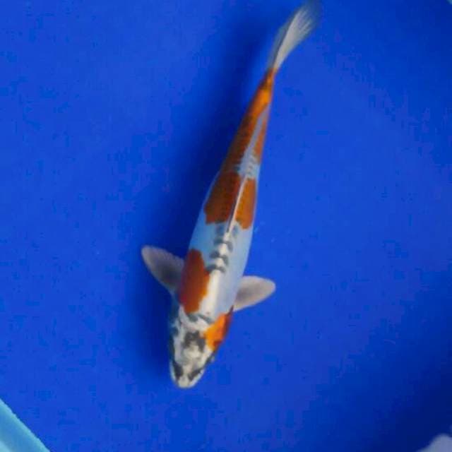 kin kikokuryu 25cm