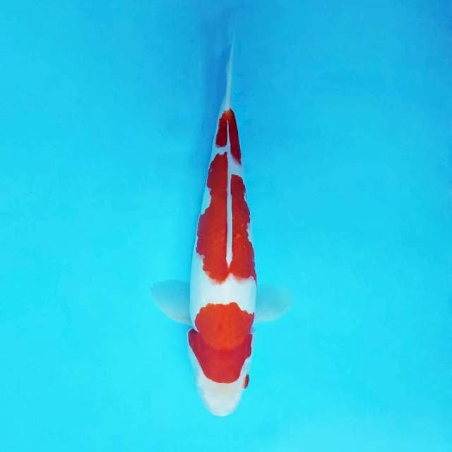 KARURA 5 - KOHAKU 3 STEPS ®