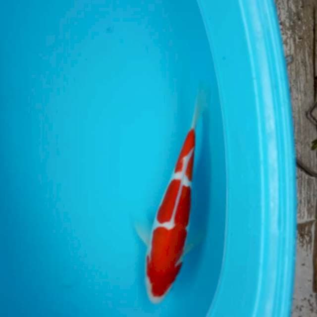 Kohaku