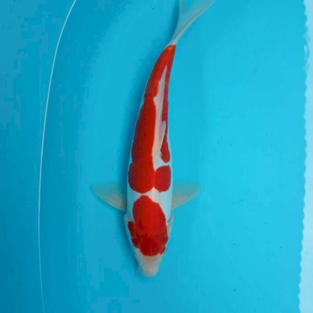 Kohaku