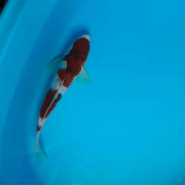 Goromo
