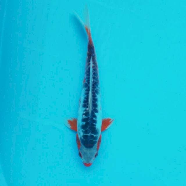 Shusui*25cm