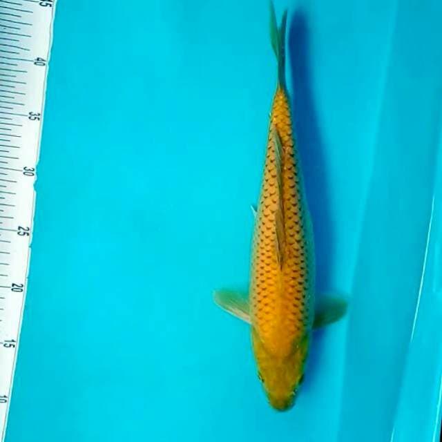 Midori goi*35cm