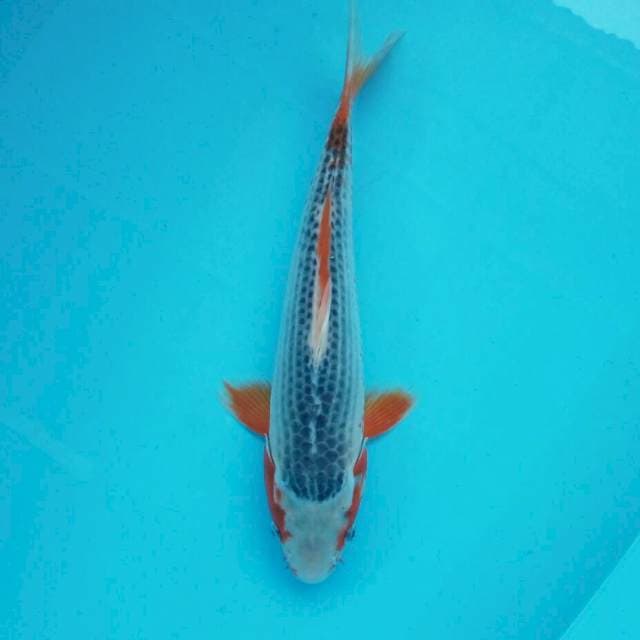 Asagi*35cm