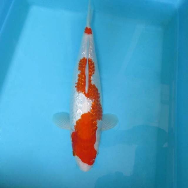 T. DAMARKOI ( KOHAKU GIN RIN )