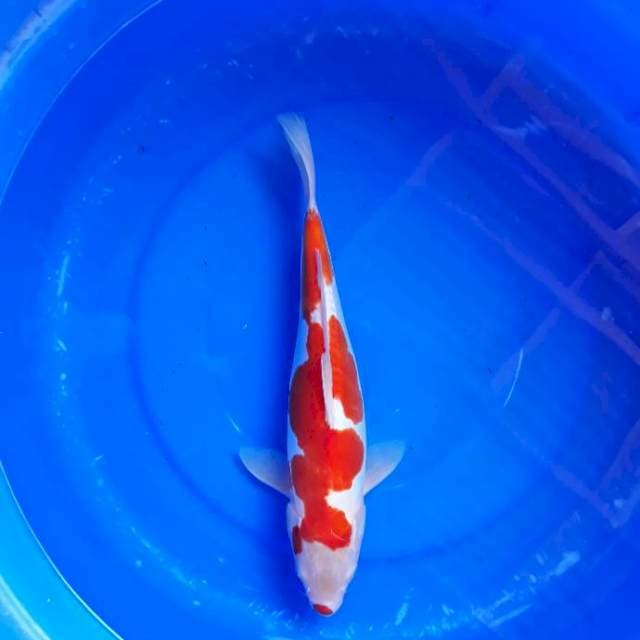 Kohaku Doitsu