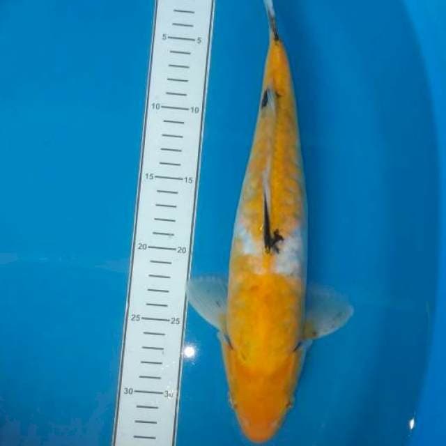 Antik Yellow Sanke