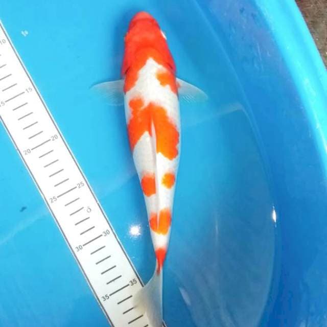 Kohaku