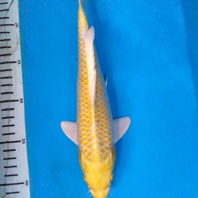 YAMABUKI OGON 29 cm