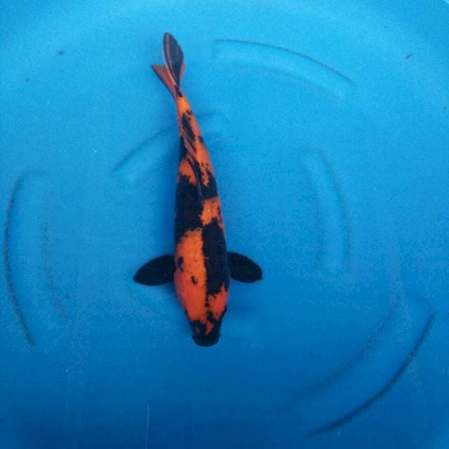 UTSURI ALI 38CM MALE