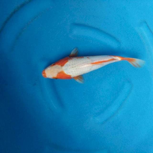 ASAGI ALI 30CM MALE MATA AGAK BURAM