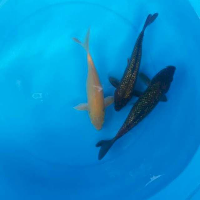 Mix caghoi karasi dan midhori ginrin 3 ekor