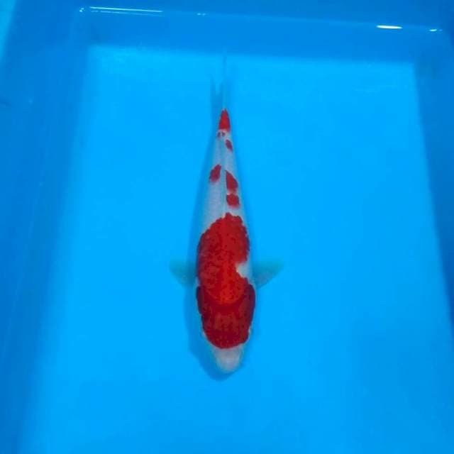 Kohaku mantab male 25cm