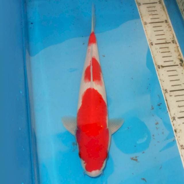 34cm KOHAKU OK