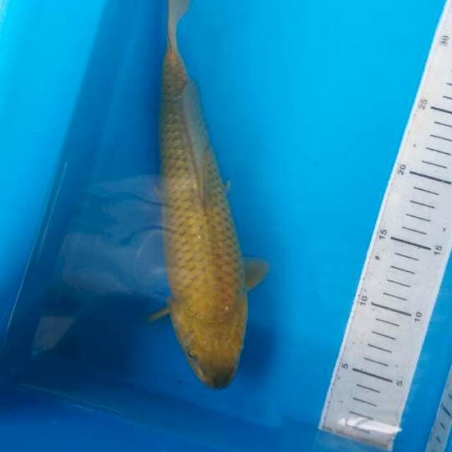 Chagoi midhori munuk