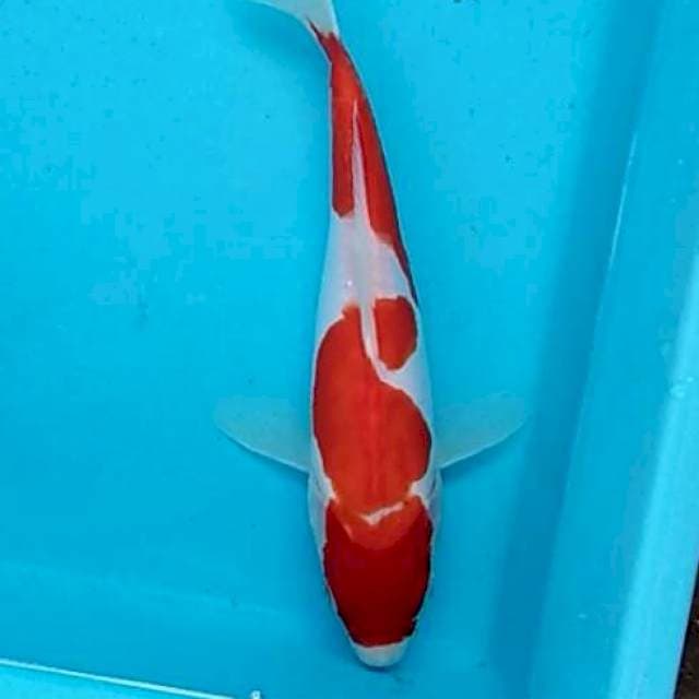 Kohaku doitsu - Salsa 25cm