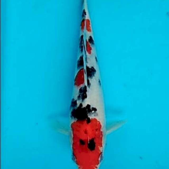 Taisho sanshoku sakura cantik 24cm