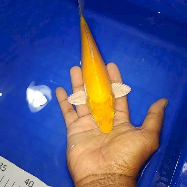 Ogon sirip hikari
