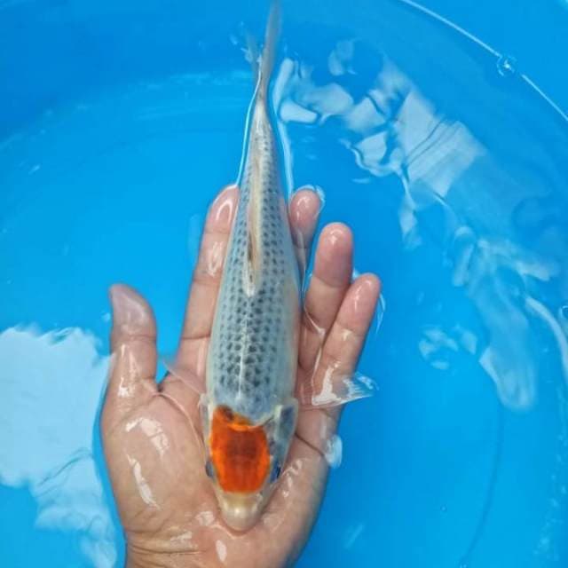 T. Goshiki 24 cm