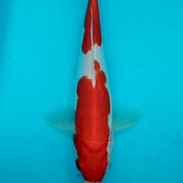 Nidan kohaku doitsu 23m