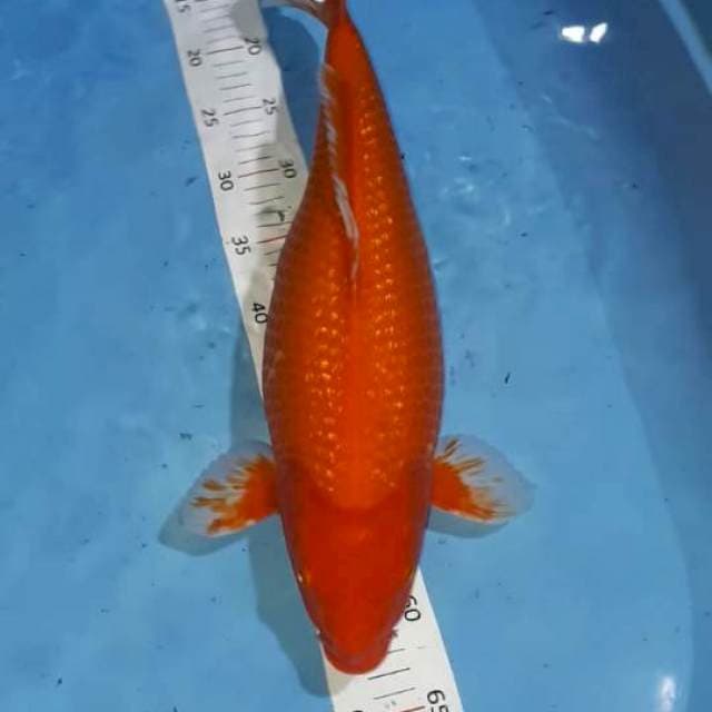Akahajiro 46cm
