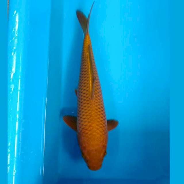 TEMBAGA CHAGOI