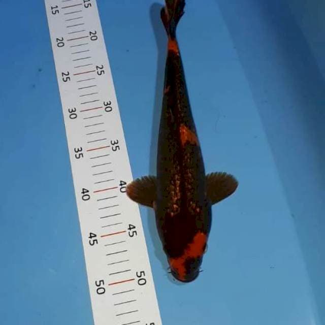 Udsury 36cm