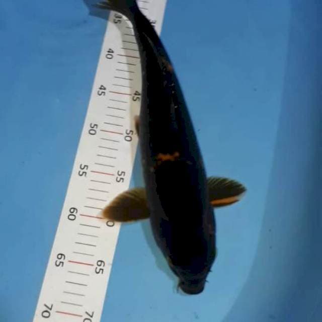 36 cm