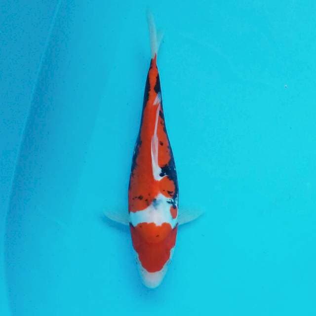 6. 27cm Maruten Benikumon
