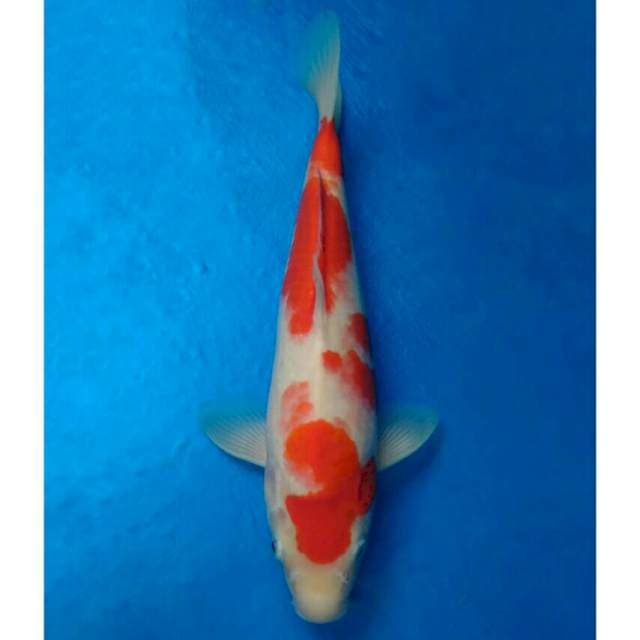 Okawa Kohaku