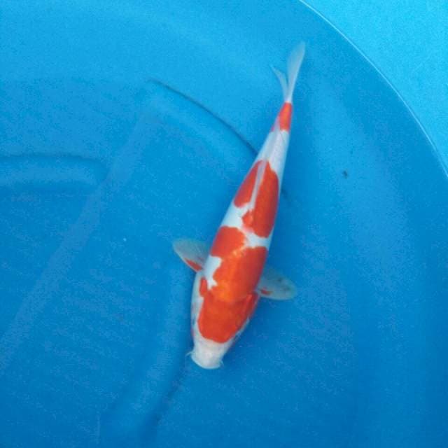 KOHAKU ALI 33CM MALE DOIT ORI