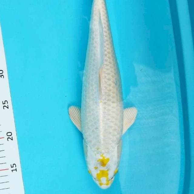 Yamabuki 36cm