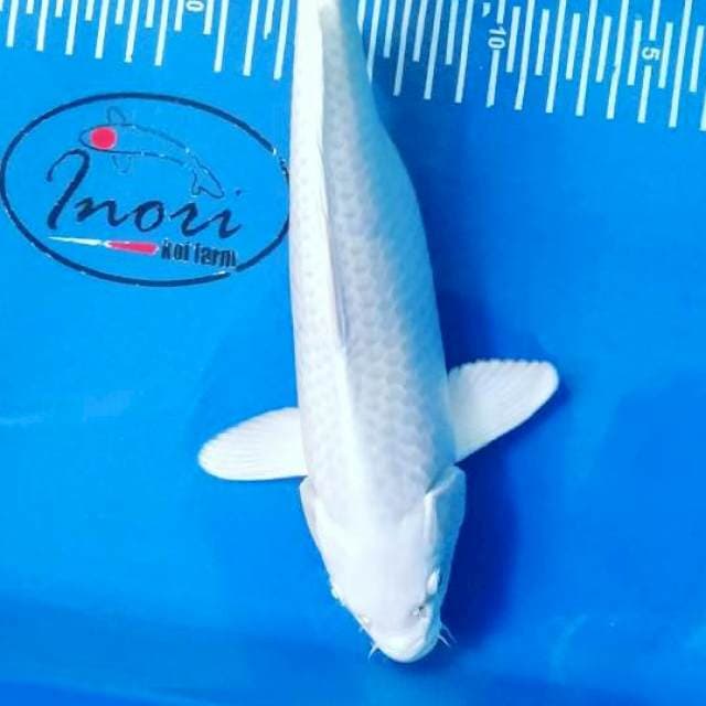 Platinum 28cm