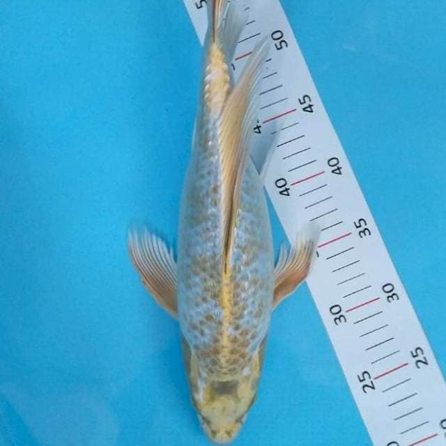 Kumpay 37cm