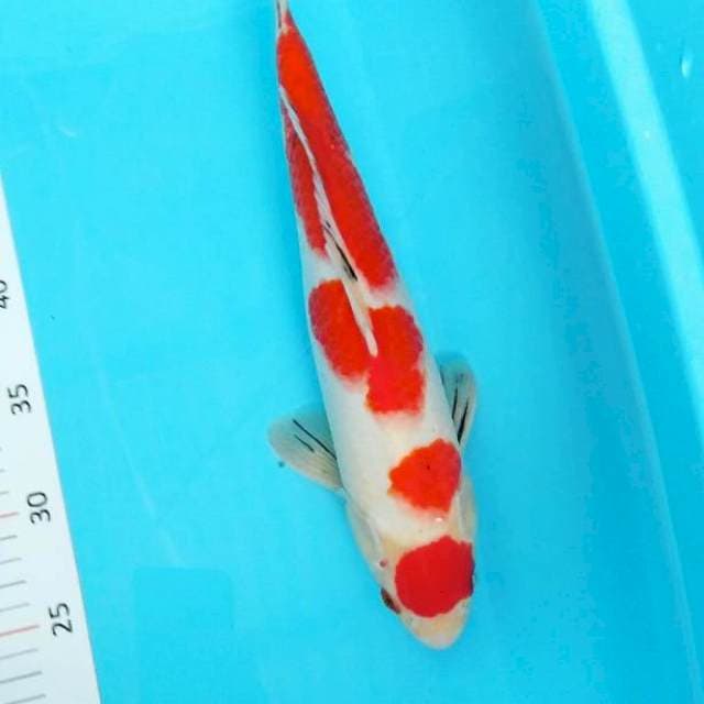 Kohaku bojor 36cm