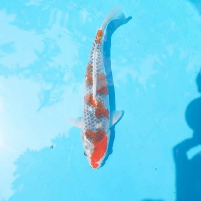 Goshiki 28 cm