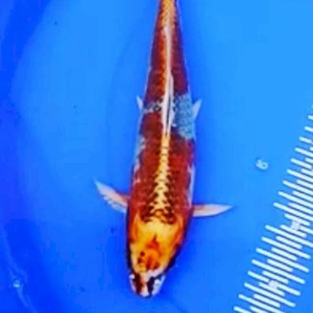 Kujaku 34cm