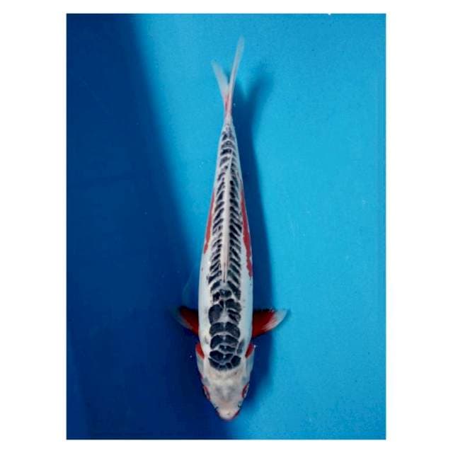 Shusui alis merah 39cm